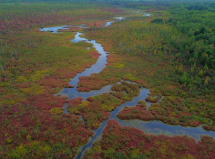 Image des tourbières de Lanoraie qui jouent un rôle essentiel dans la qualité de l'eau à Lanoraie.