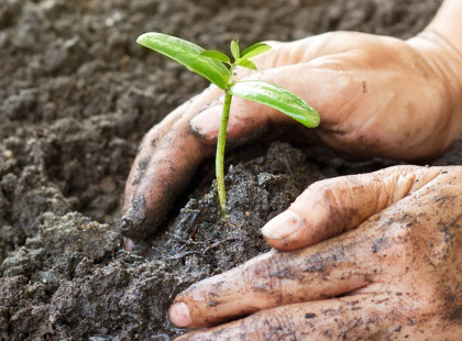 Mains qui plantent une pousse dans la terre